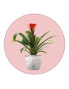 Bromeliads