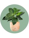 Houseplants