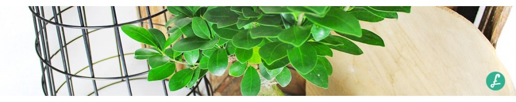 Bonsai da interno o esterno, fioriti e da frutto- Ampia scelta