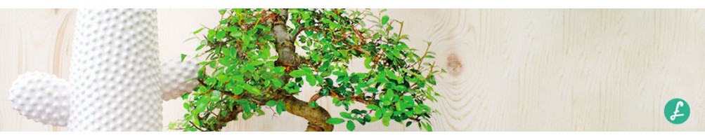 Bonsai indoor - Assortimento di bonsai da interno per il tuo angolo green!