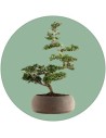 Bonsai da interno