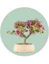 Bonsai da Esterno