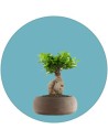 Ficus Ginseng Bonsai