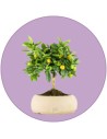 Bonsai di agrumi