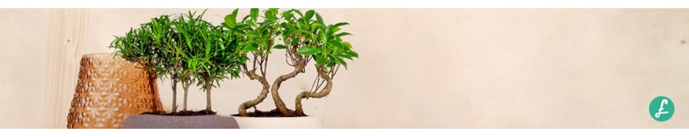 Bonsai boschetto! Ampia selezione di bonsai a boschetto! Vendita Online