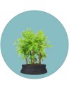 Bonsai Grove