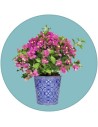 Bouganvillea