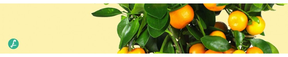 Piante di agrumi Online! Ampia selezione di piante di agrumi