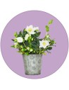 Helleborus
