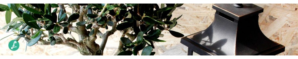 Bonsai Tree with design pot! Buy now! Wide size choice