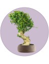 Bonsai Olivo