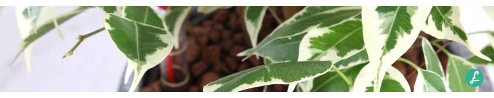 Piante in idrocoltura (idroponica) - pianta da ufficio in vendita online