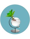 Hydroponic plants