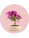 Bougainvillea Bonsai