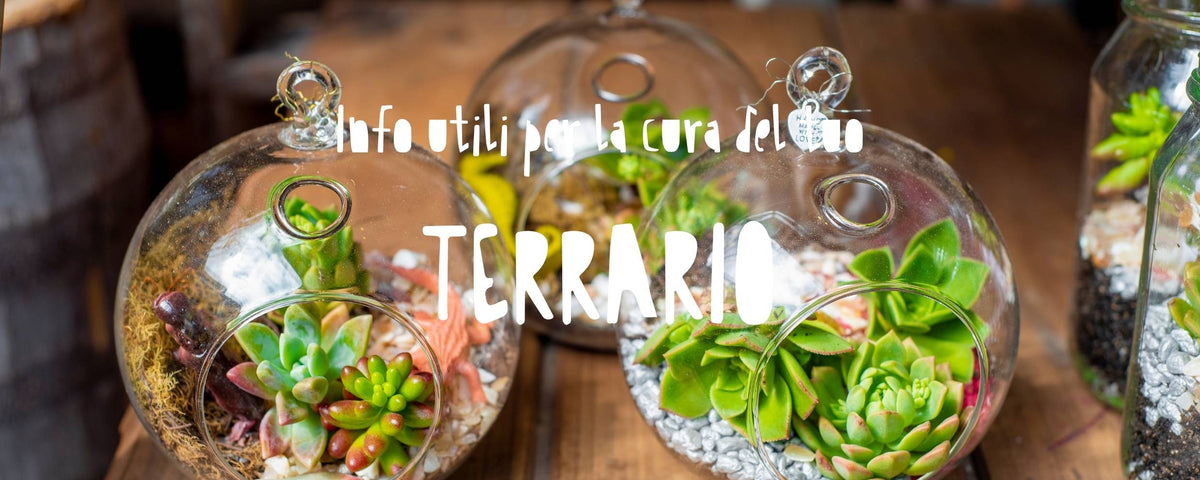 terrari chiusi in vetro che racchiudono un piccolo ecosistema autosufficiente con piantine in miniatura, muschio e strati visibili di terra e sassolini