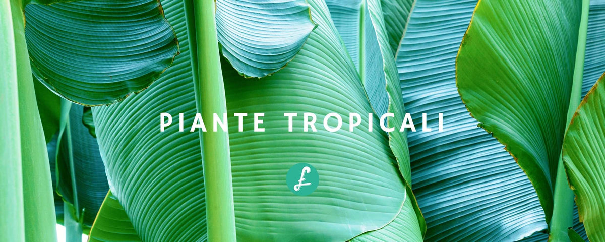 Dettaglio di foglie di una pianta tropicale