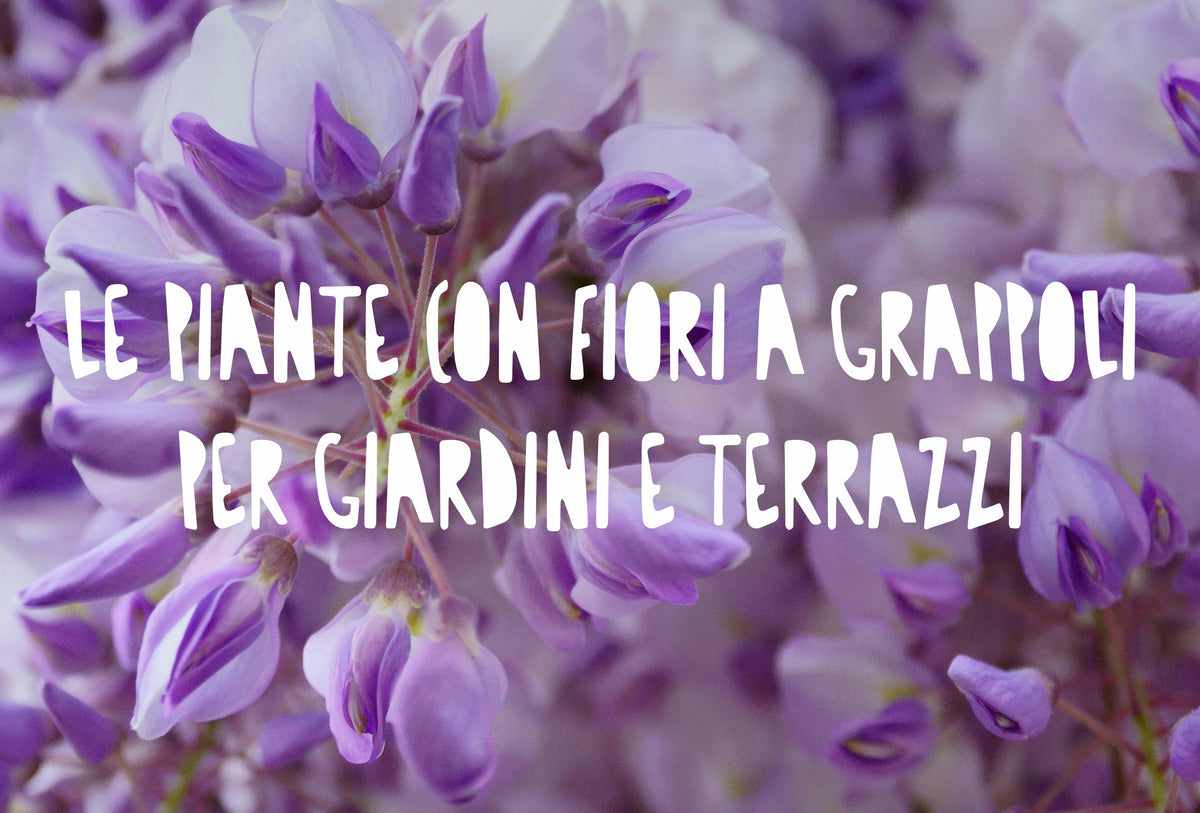 dettaglio di fiori lilla a grappolo del glicine