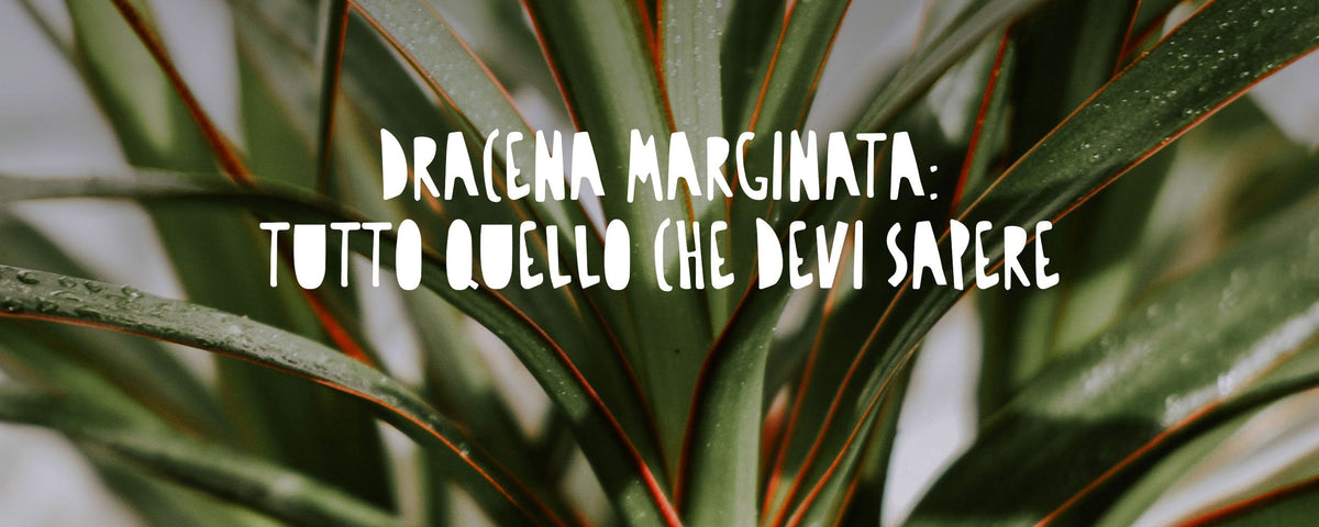 Dracena Marginata, caratterizzata da fusti sottili e slanciati che terminano con ciuffi di foglie strette, lunghe e appuntite con i bordi sfumati di rosso.