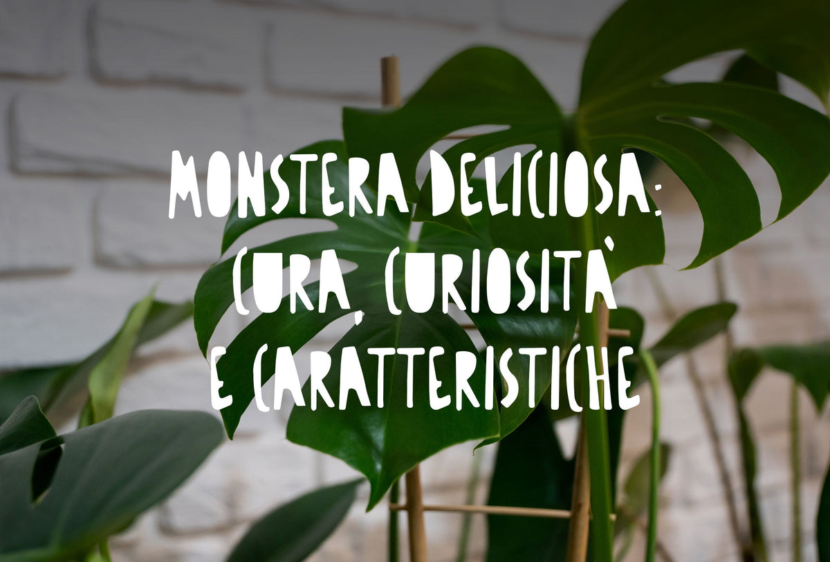 Una splendida Monstera Deliciosa (filodendro) posizionata come elemento d'arredo