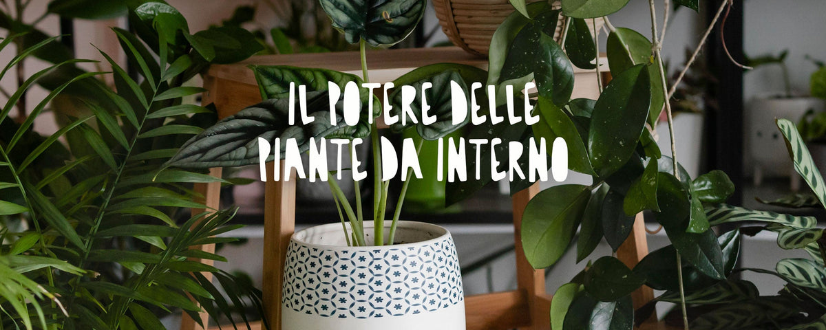 Una ricca collezione di piante d'appartamento facili da curare inserite nell'arredamento domestico, scelte per migliorare il benessere fisico e mentale e decorare gli spazi interni.