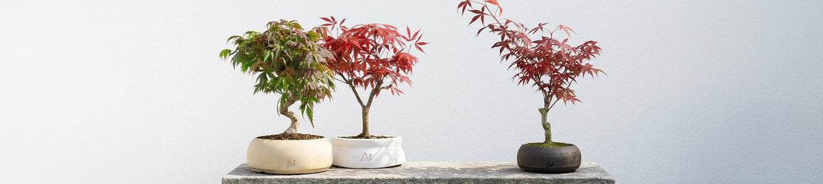 Acero Bonsai