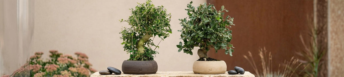 Bonsai Esemplare