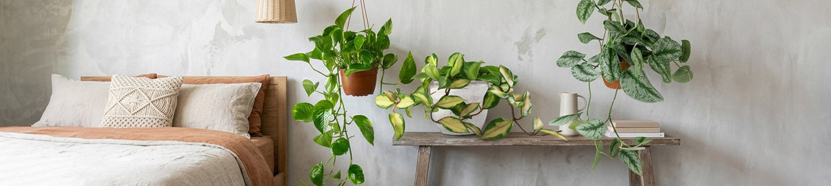 Piante ricadenti da interno