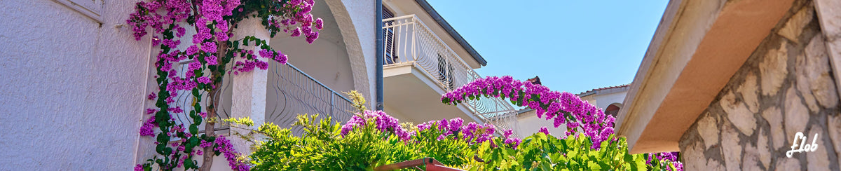 Piante da balcone pieno sole