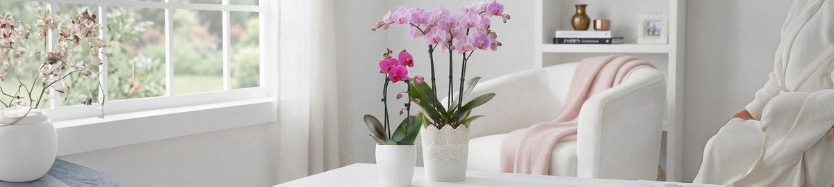 Orchidea