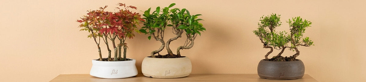 Bonsai Boschetto