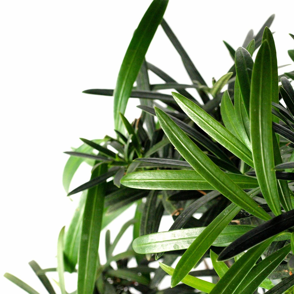 Podocarpus Boschetto S