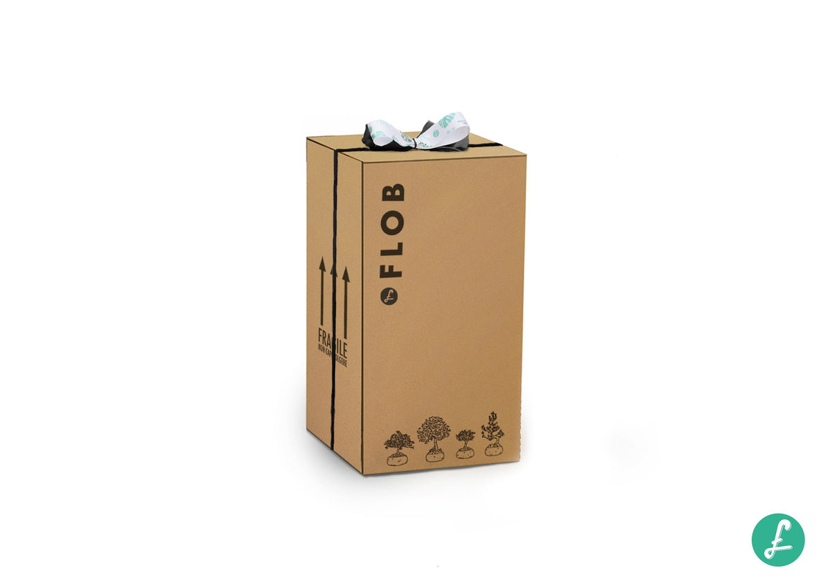 Portulacaria S Bonsai
