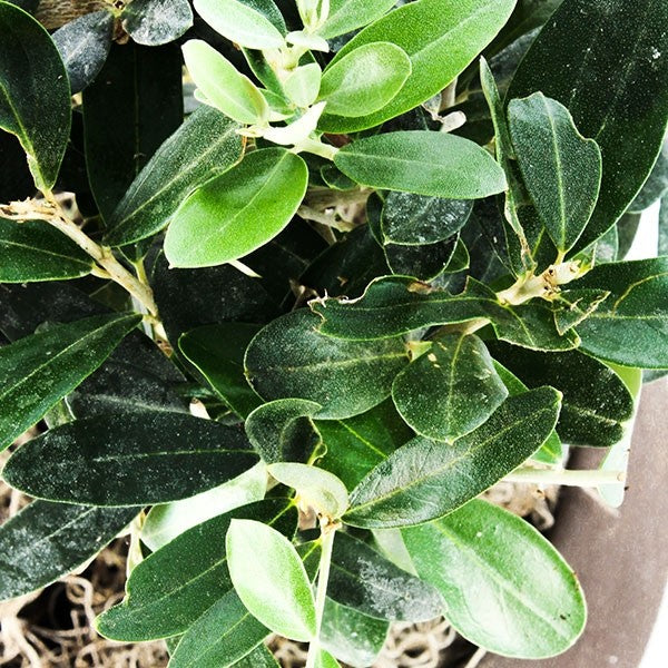 Olivo L