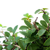Olmo zelkova alberello 