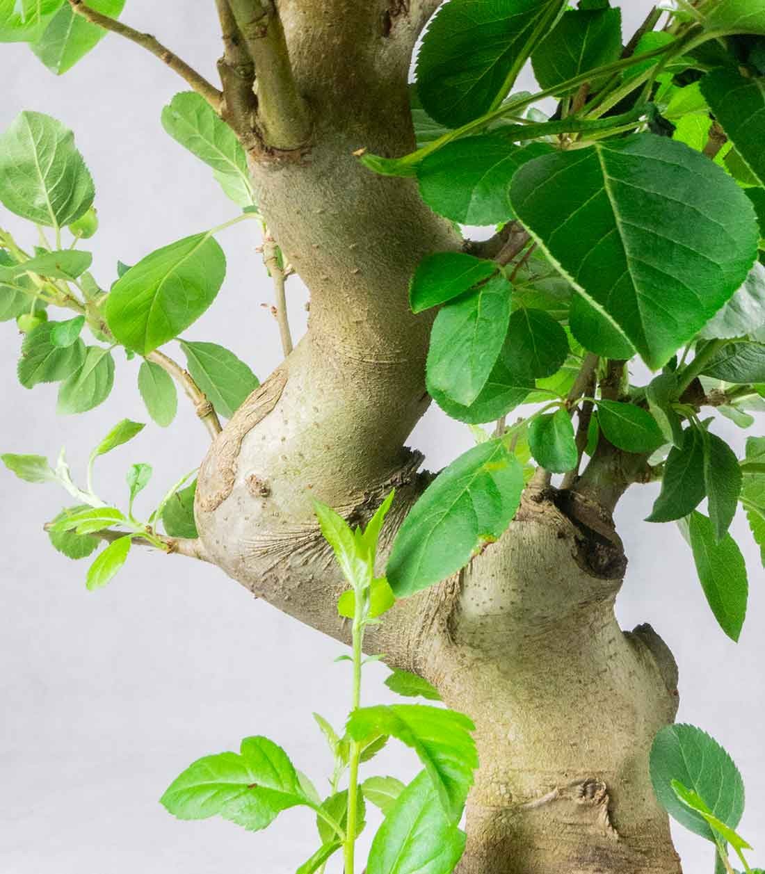 Melo bonsai 