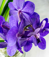Orchidea Vanda