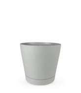 Ficus Amstel King
