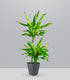 Dracena Lemon
