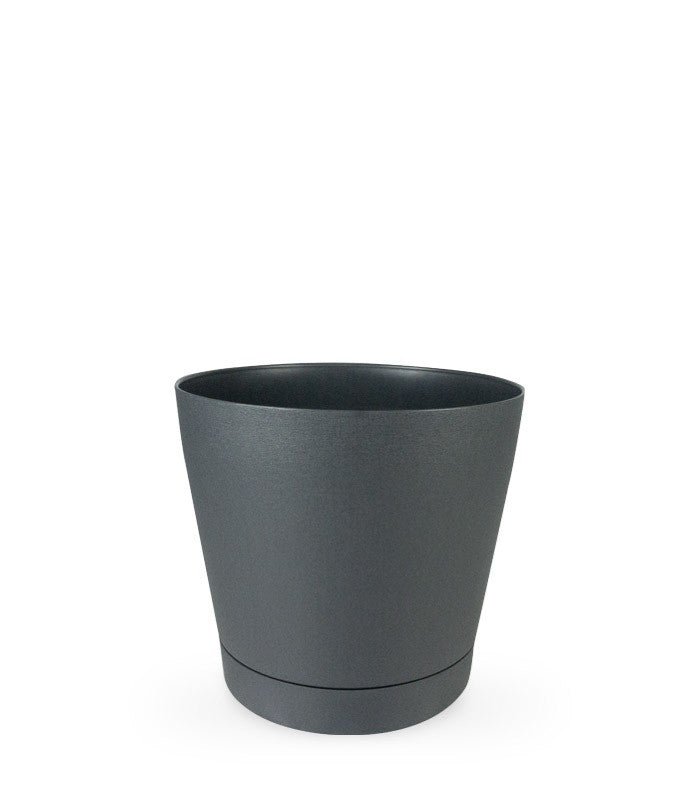Dracena Janet Lind