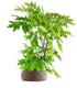 Wisteria Floribunda | Glicine Giapponese 12 anni