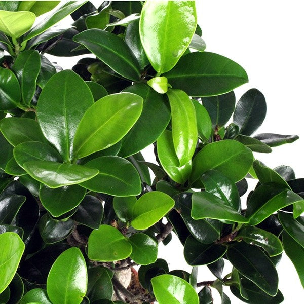 Ficus Ginseng S