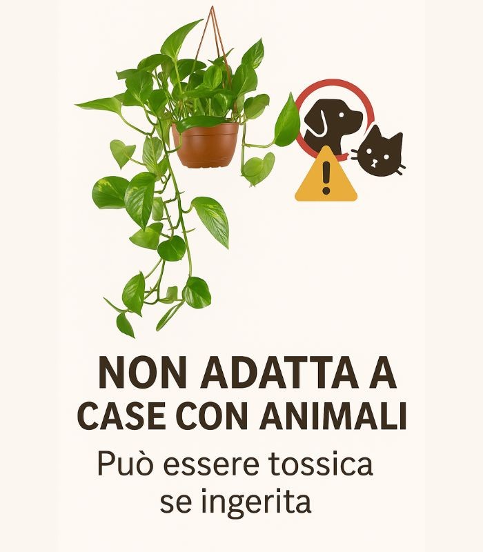 Pothos 
