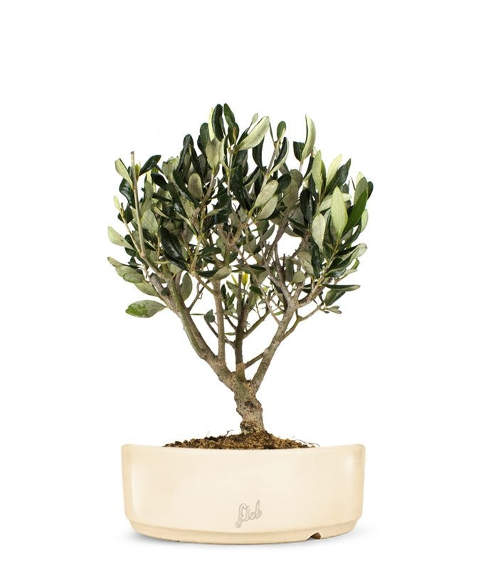 Olivo