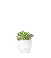 Aeonium arboreum variegata