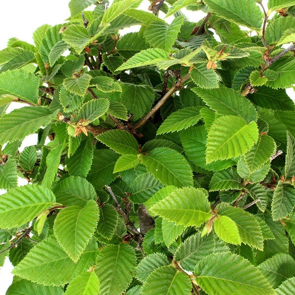 Carpino impalcato