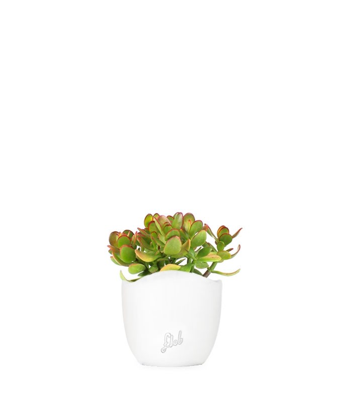 Crassula ovata