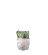 Notocactus
