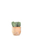 Notocactus