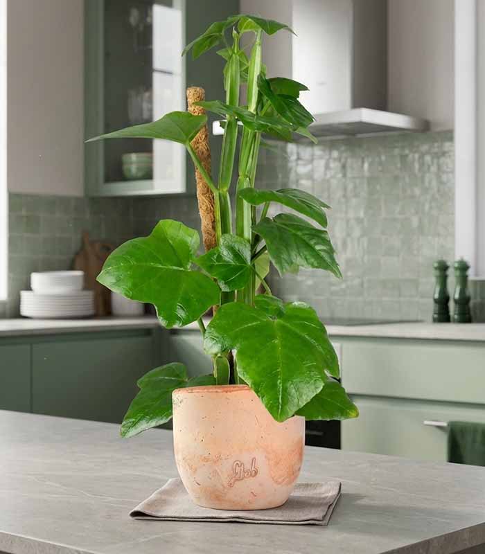 Cissus Quadrangularis su tutore | Altezza 50 cm, vaso 12 cm