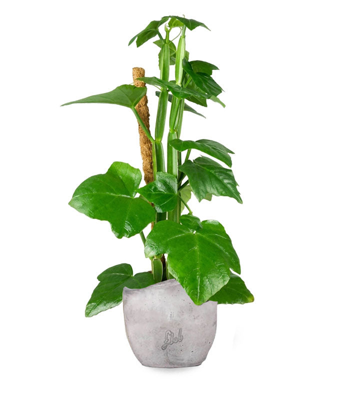 Cissus Quadrangularis su tutore | Altezza 50 cm, vaso 12 cm